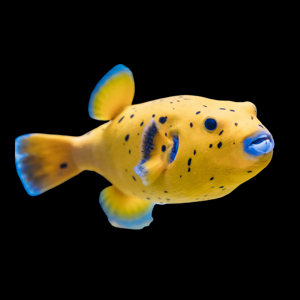 Yellow Dogface Pufferfish Arothron Meleagris - Real Aquatics