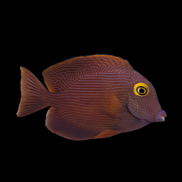 Yellow Eye Tang Ctenochaetus Strigosus - Real Aquatics
