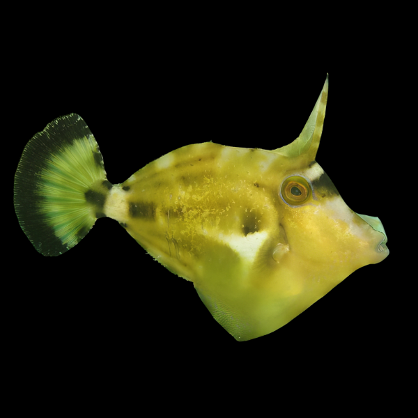 Yellow File Fish Cantherhinus Fronticinctus - Real Aquatics