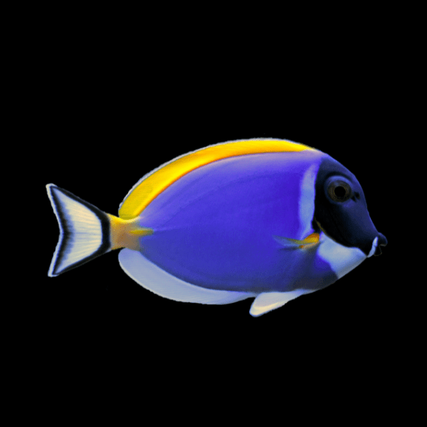 Yellow Fin Tang Acanthurus Nigricans - Real Aquatics