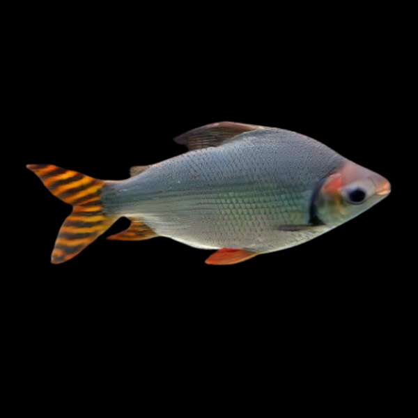 Yellow Tailed Flagtail Barb Semaprochilodus Insignis 10cm - Real Aquatics