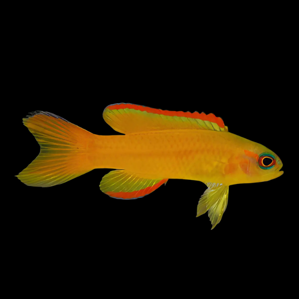 Yellow Forktail Pygmy Basslet Assessor Flavissimus - Real Aquatics