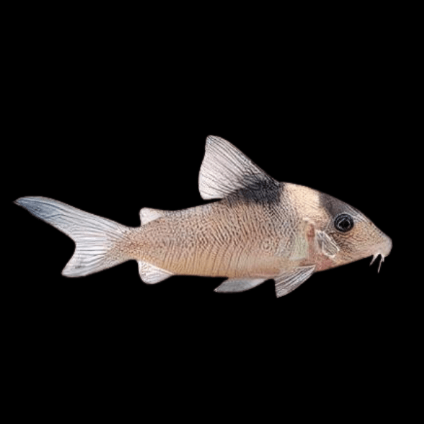 Yellow Head Corydoras Crypticus 4cm Catfish - Real Aquatics