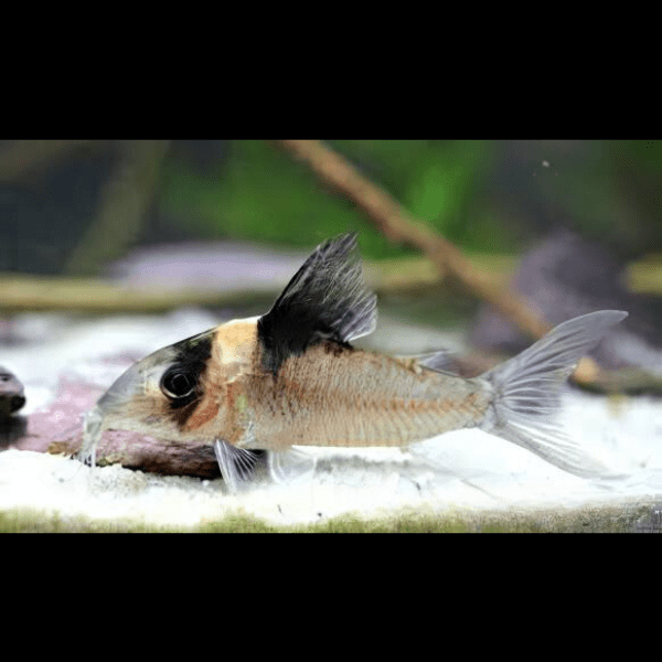 Yellow Head Corydoras Crypticus 4cm Catfish - Real Aquatics