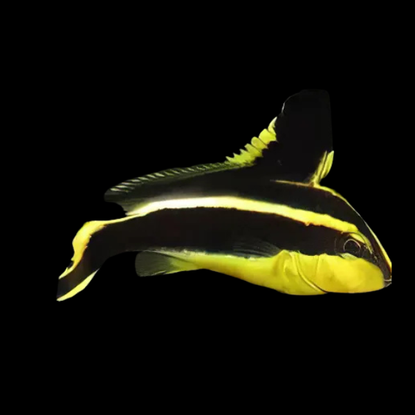 Yellow Hi-Fin Sweetlips Plectorhinchus Pictus - Real Aquatics