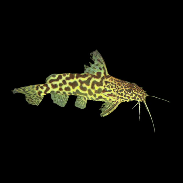 Yellow Marbled Catfish Synodontis Schoutedeni 5cm - Real Aquatics