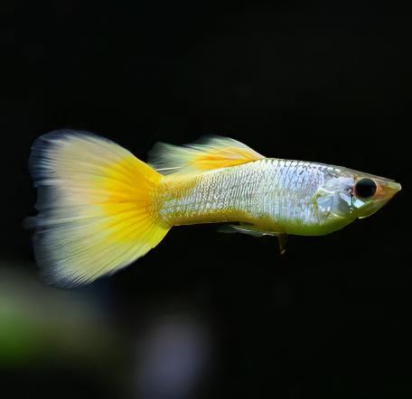 Yellow Metallic Male Guppy Poecilia Reticulata 3cm - Real Aquatics