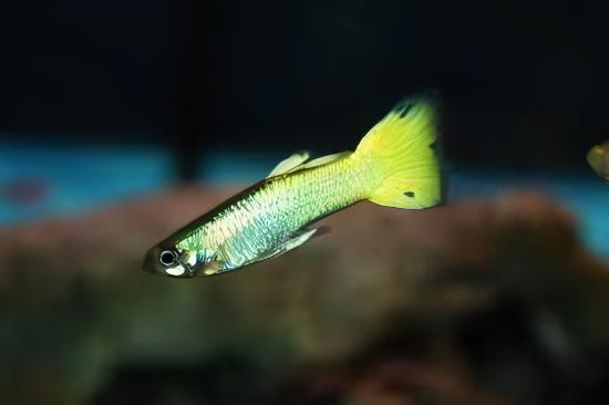 Yellow Metallic Male Guppy Poecilia Reticulata 3cm - Real Aquatics
