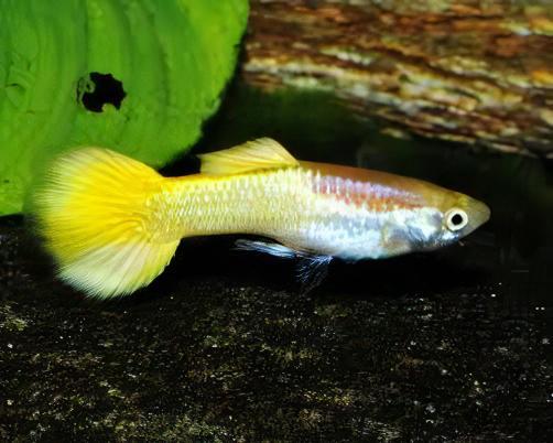 Yellow Metallic Male Guppy Poecilia Reticulata 3cm - Real Aquatics