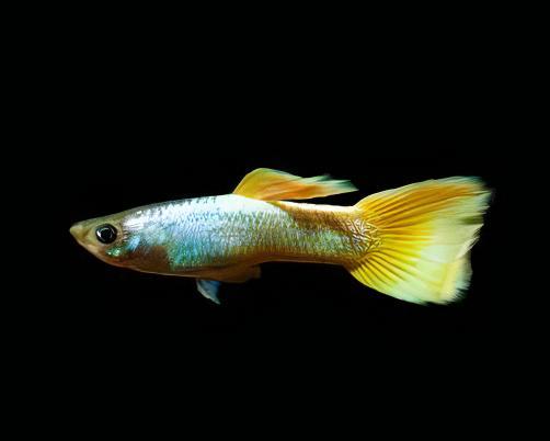 Yellow Metallic Male Guppy Poecilia Reticulata 3cm - Real Aquatics