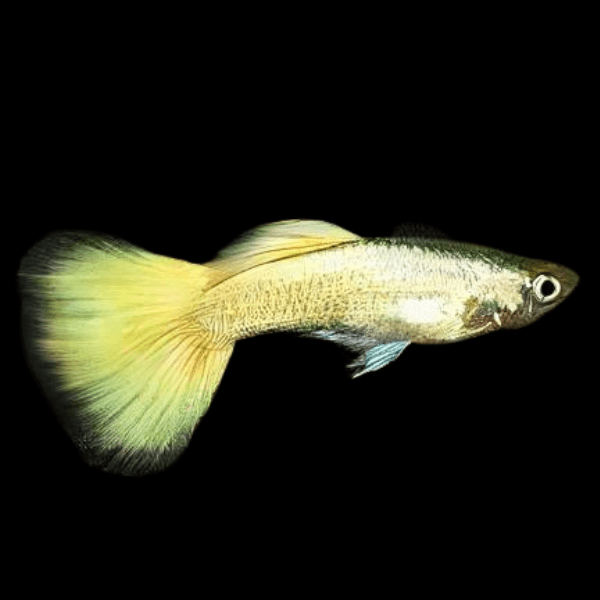 Yellow Metallic Male Guppy Poecilia Reticulata 3cm - Real Aquatics