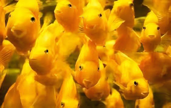 Yellow Baby Parrot Fish Hybrid Amphilophus Citrinellus Vieja melanurus 3cm - Real Aquatics
