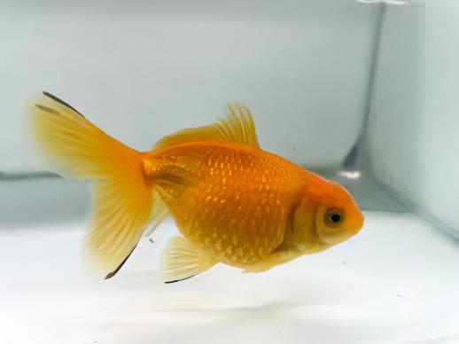 Yellow Pearlscale Goldfish Carassius Auratus - Real Aquatics