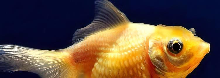 Yellow Pearlscale Goldfish Carassius Auratus - Real Aquatics
