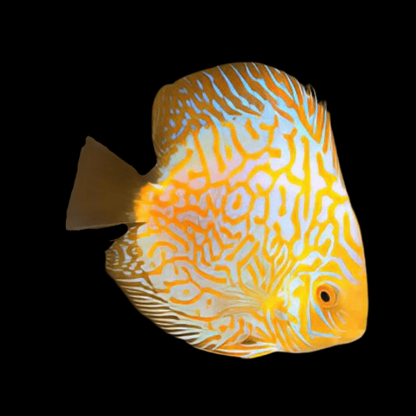 Yellow Pigeon Checkerboard Discus - Real Aquatics