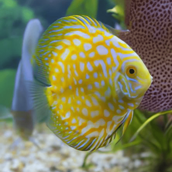 Yellow Pigeon Checkerboard Discus - Real Aquatics