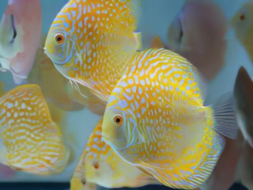 Yellow Pigeon Snakeskin Discus - Real Aquatics