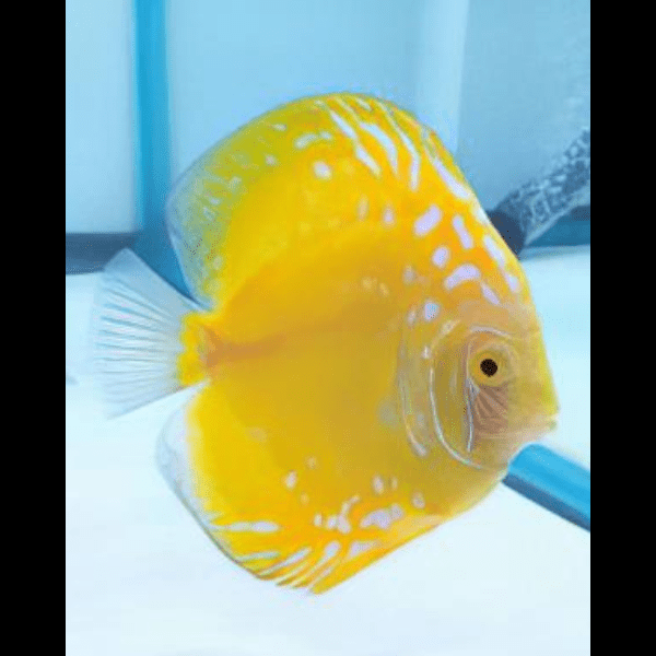 Yellow Pigeon Snakeskin Discus - Real Aquatics