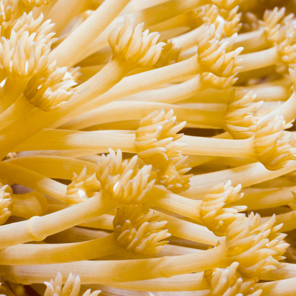 Yellow Polyp Coral Frag Goniopora Sp - Real Aquatics