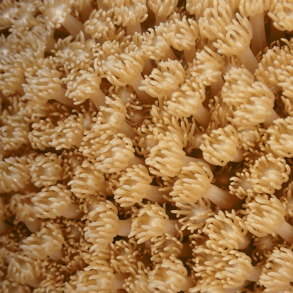 Yellow Polyp Coral Frag Goniopora Sp - Real Aquatics