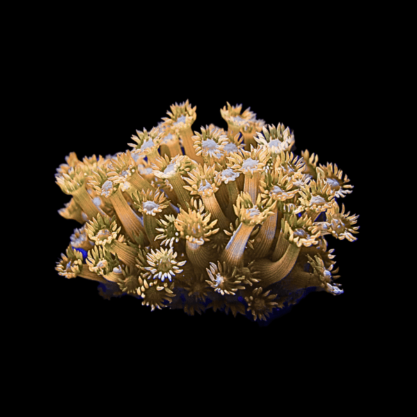 Yellow Polyp Coral Frag Goniopora Sp - Real Aquatics