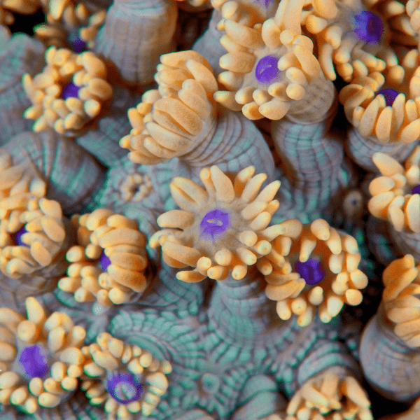 Yellow Polyp Coral Frag Goniopora Sp - Real Aquatics