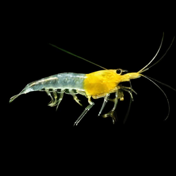 Yellow Rili Shrimp Neocaridina 2cm - Real Aquatics