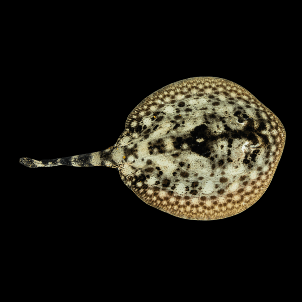Yellow Stingray Urobatis Jaimaicensis - Real Aquatics
