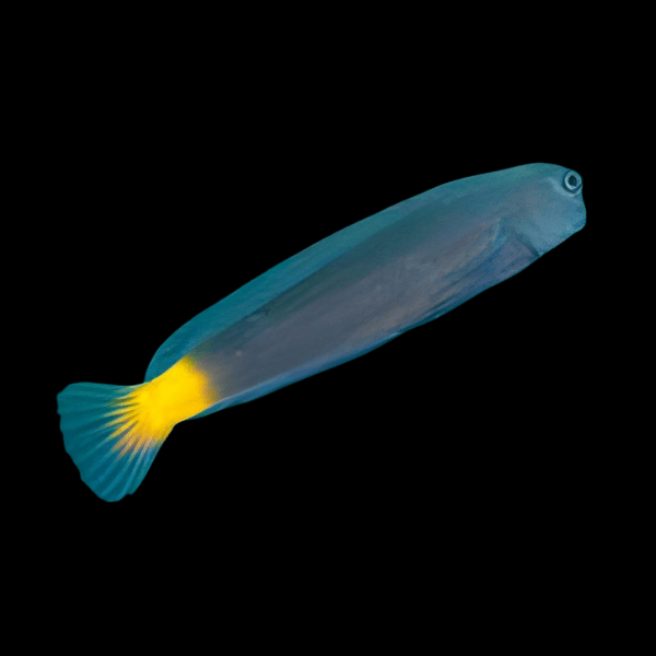 Yellow Tail Blenny Ecsenius Namiyei - Real Aquatics