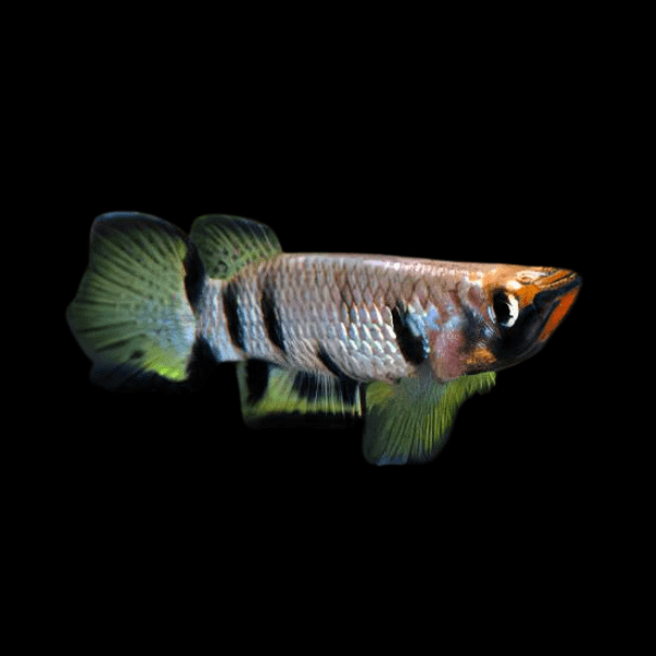 Yellowtail Killifish Epiplatys Dageti 4cm - Real Aquatics