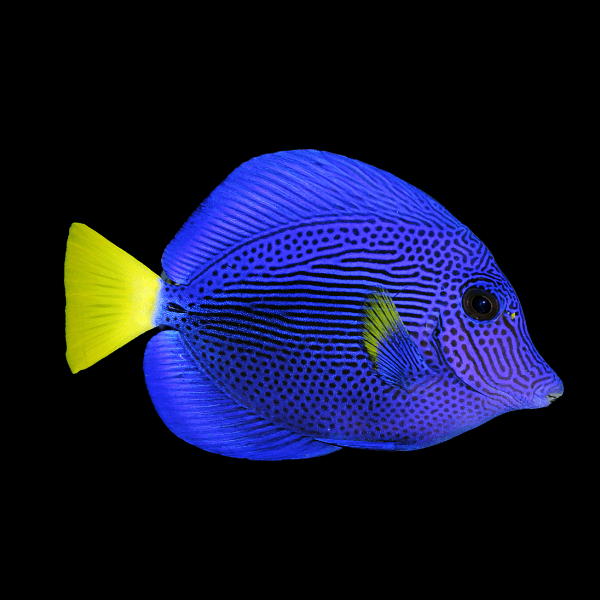 Yellow Tail Purple Sailfin Tang Zebrasoma Xanthurum - Real Aquatics