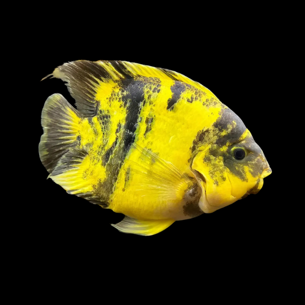 King Kong Yellow Tiger Parrot Fish Hybrid Amphilophus Citrinellus Vieja melanurus - 10cm - Real Aquatics