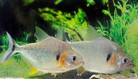 Yellow Tiger Piranha Serrasalmus Humeralis 10cm - Real Aquatics