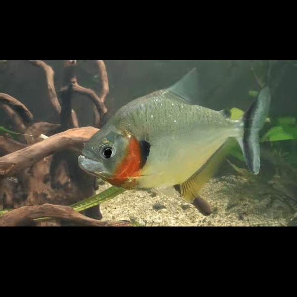 Yellow Tiger Piranha Serrasalmus Humeralis 10cm - Real Aquatics