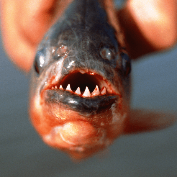 Yellow Tiger Piranha Serrasalmus Humeralis 10cm - Real Aquatics