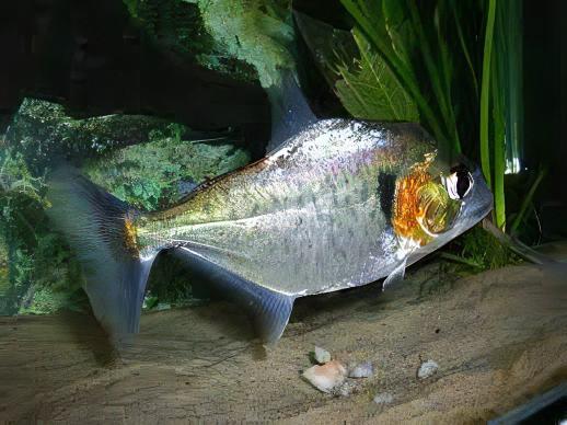 Yellow Tiger Piranha Serrasalmus Humeralis 10cm - Real Aquatics