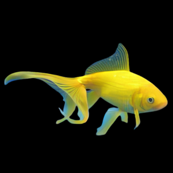 Yellow Wakin Goldfish - Real Aquatics
