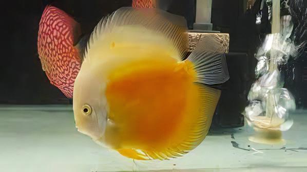 Yellow and White Discus - Real Aquatics