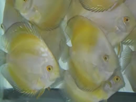 Yellow and White Discus - Real Aquatics