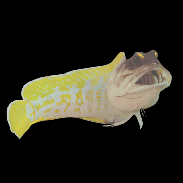 Yellow barred Jawfish Opistognathus Randalli - Real Aquatics