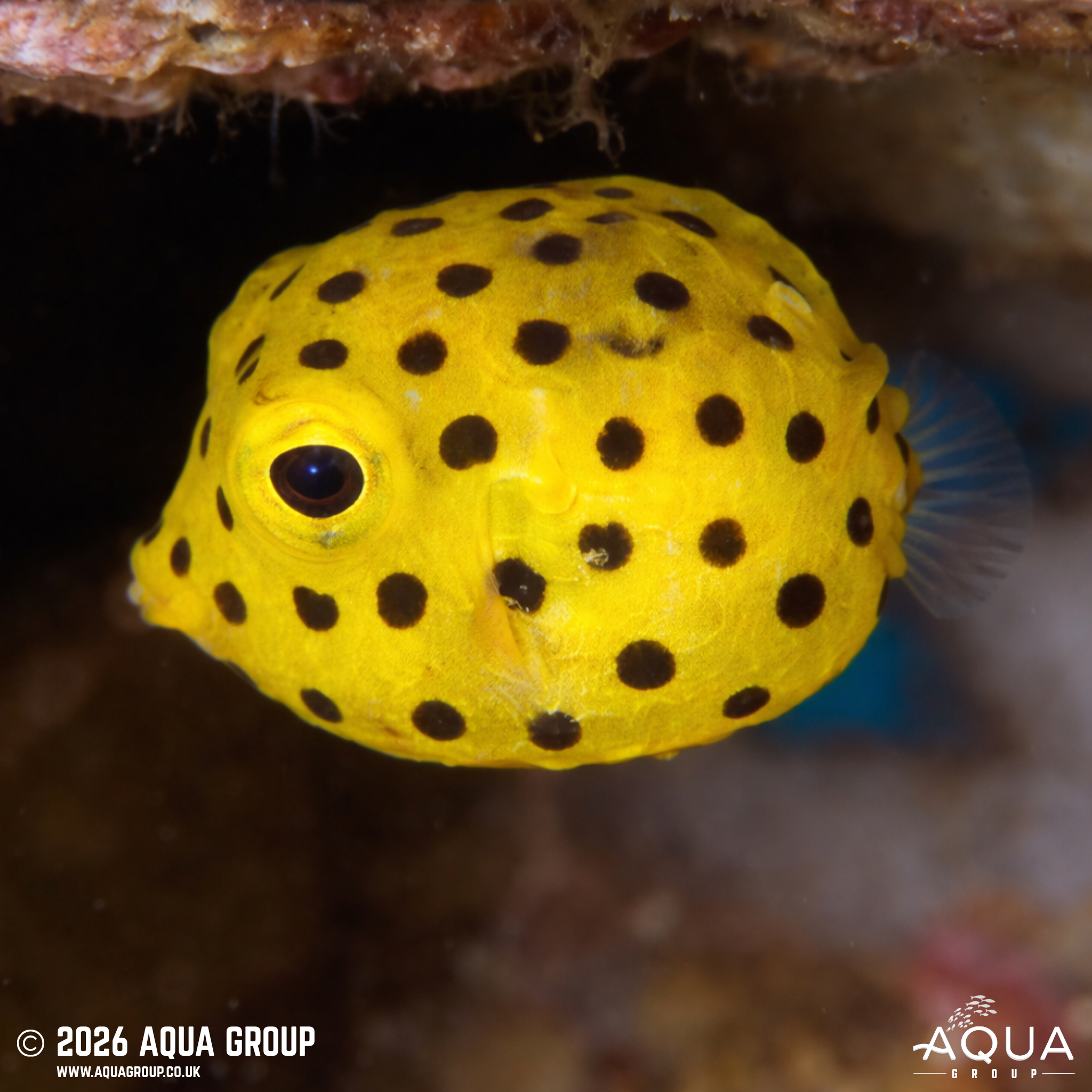 Yellow Boxfish (Ostracion cubicus)