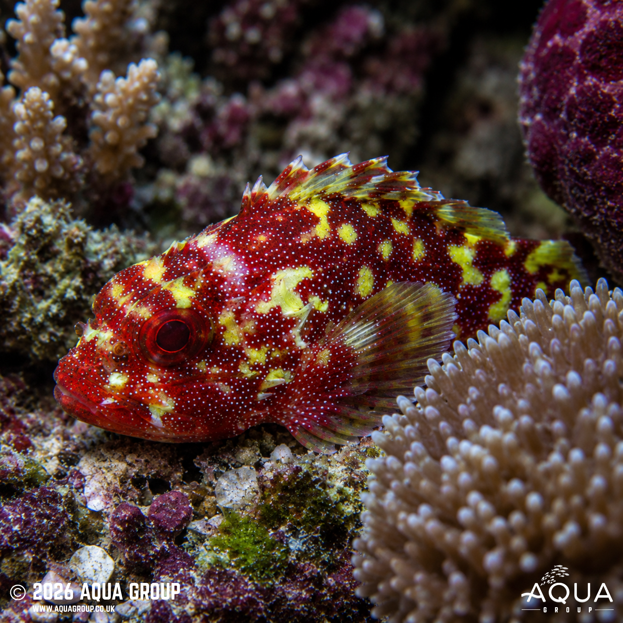 Yellow Spotted Scorpionfish (Sebastapistes cyanostigma)