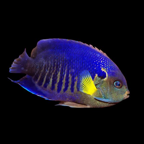 Yellowfin Dwarf Angelfish Centropyge Flavipectoralis - Real Aquatics