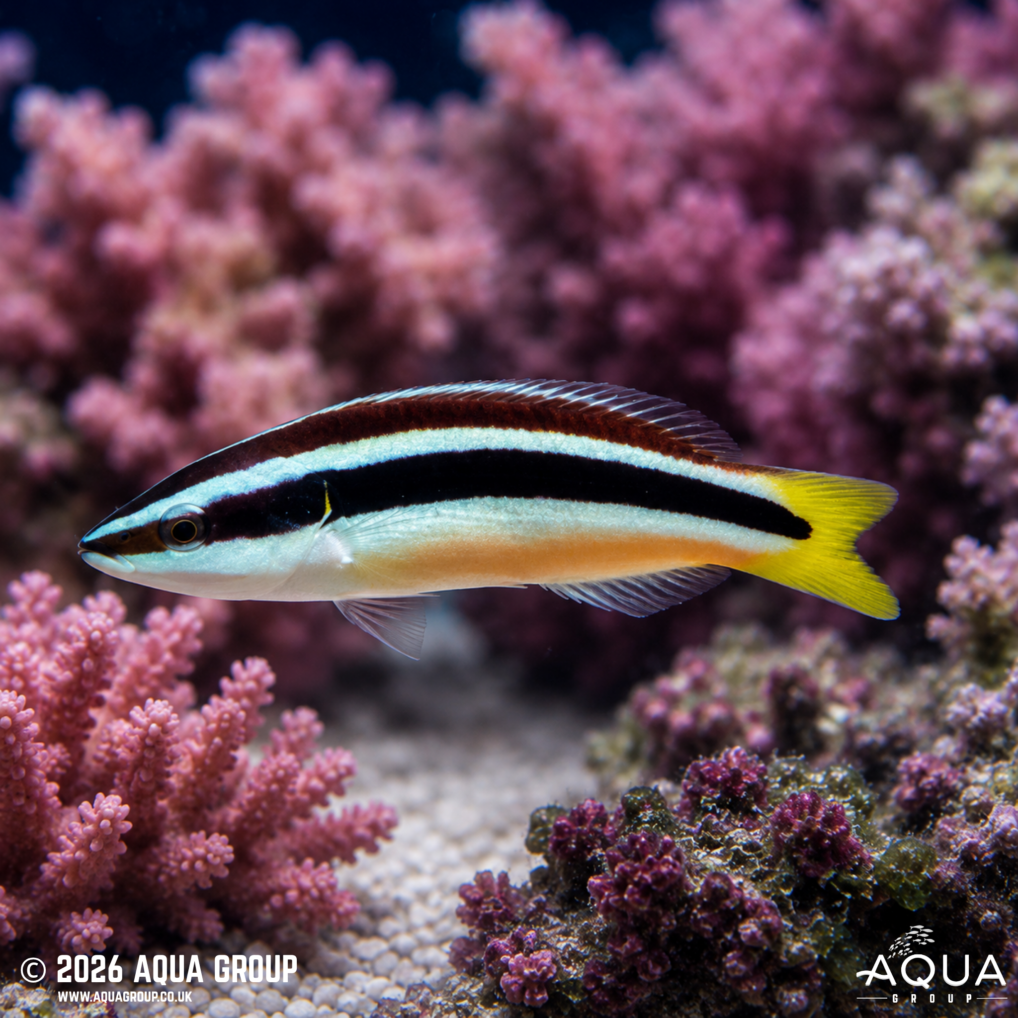 Yellowtail Tubelip Wrasse (Diproctacanthus xanthurus)