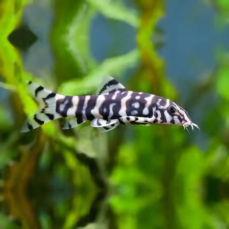 YoYo Pakistani Loach Botia Almorhae 4cm - Real Aquatics