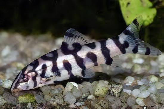 YoYo Pakistani Loach Botia Almorhae 4cm - Real Aquatics
