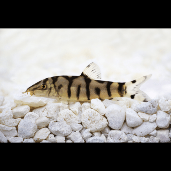 YoYo Pakistani Loach Botia Almorhae 4cm - Real Aquatics