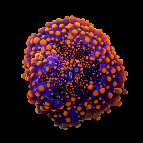 Yuma Mushroom Fungiidae Coral Ricordea Yuma - Real Aquatics