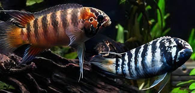 Zebra Acara Cichlid Nannacara Adoketa 3cm - Real Aquatics