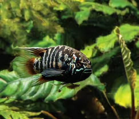 Zebra Acara Cichlid Nannacara Adoketa 3cm - Real Aquatics